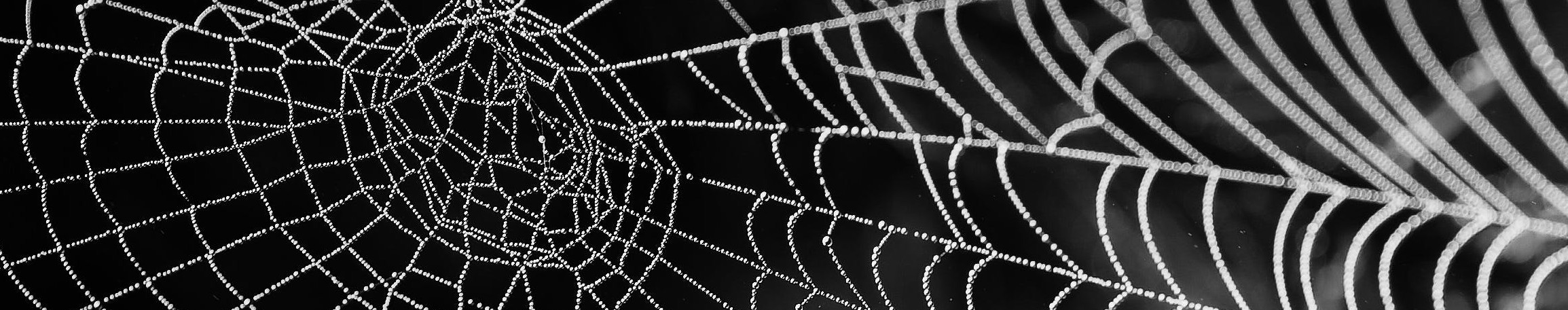 Read more about the article transparenter Reverse-Proxy mit SNIProxy